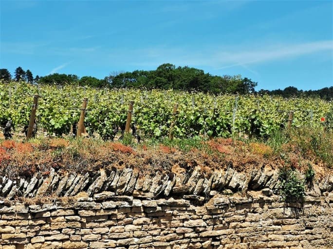 Propriedade viticultora em Beaune