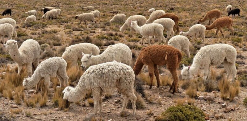 lugares para viajar no peru e alpacas