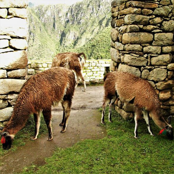 lhamas em Machu Picchu