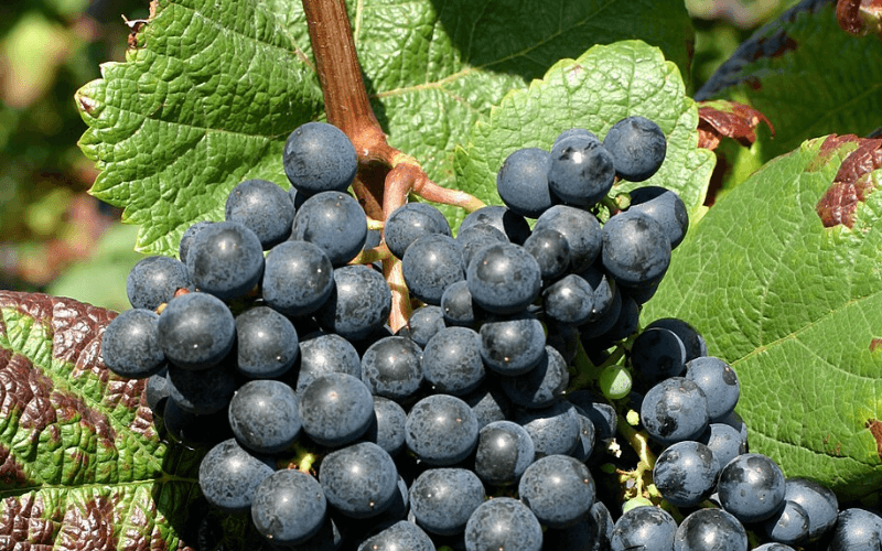 Cacho de uvas Tannat roxo-escuras na videira com folhas verdes ao fundo.