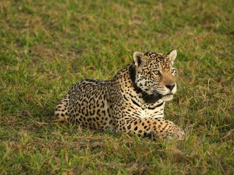 viajar pelo brasil pantanal