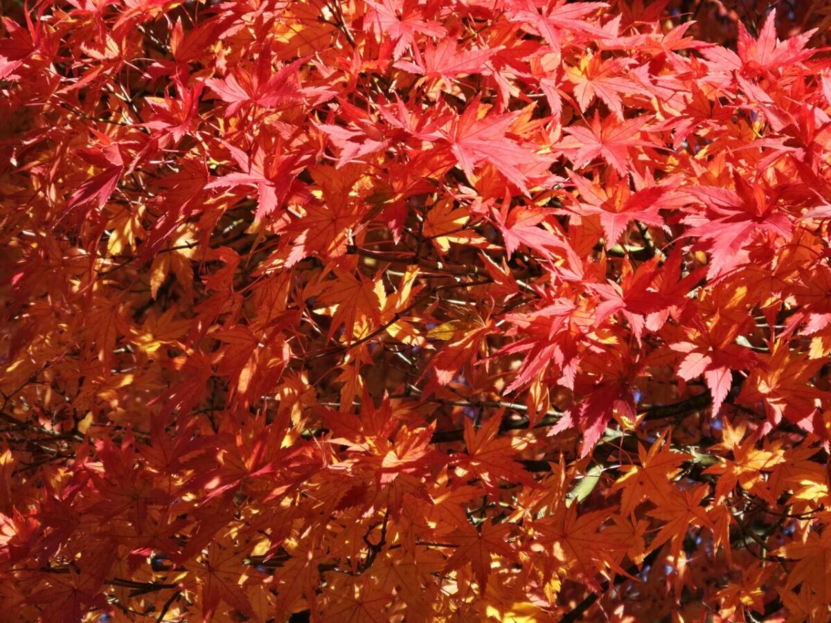 bordo japonês, o símbolo do Momiji, em um dos mais belos jardins japoneses